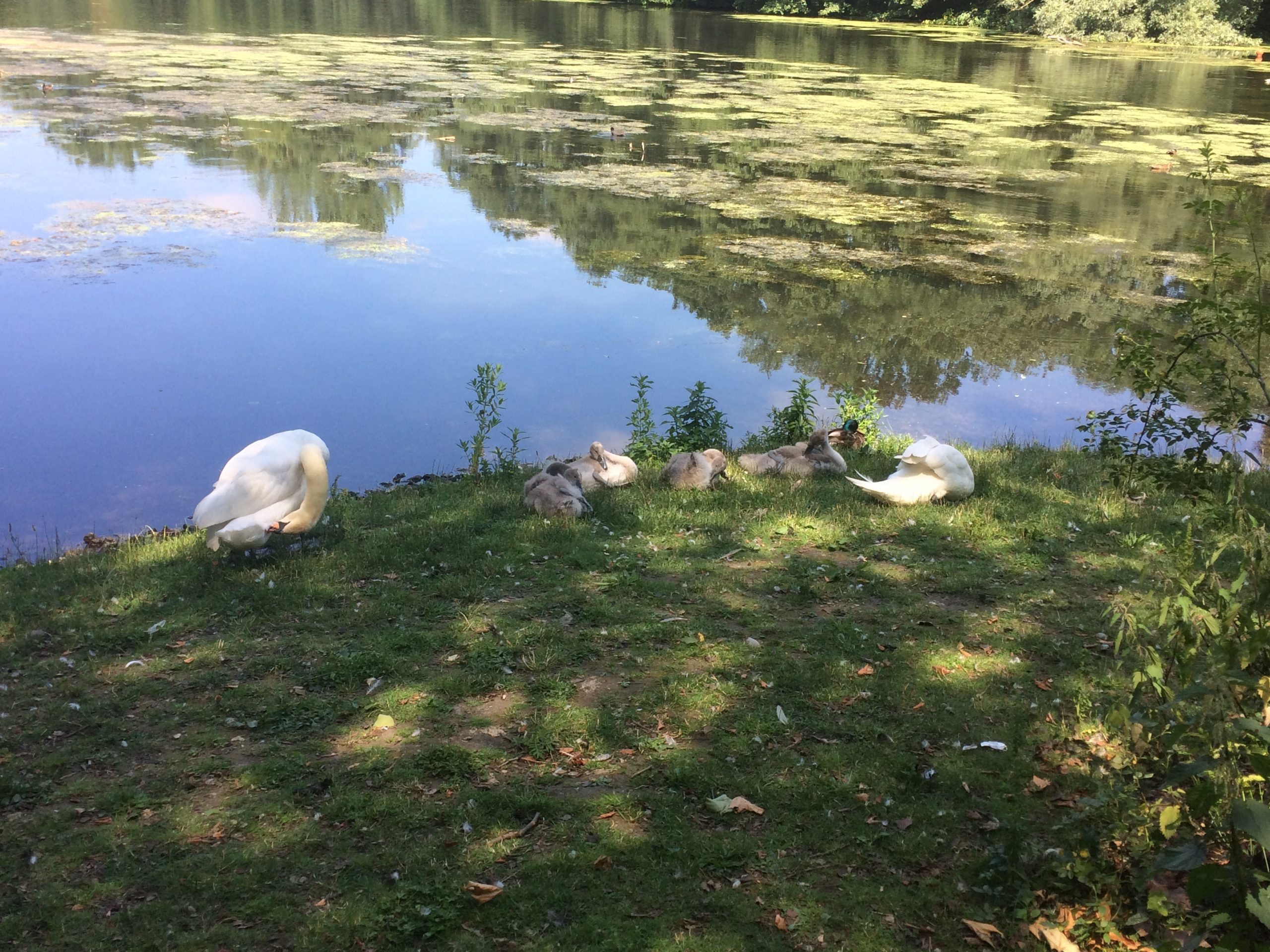 Eine Schwarnfamilie am Gewässerufer. Auf dem Gewässer sieht man die Vegetationsdecke.